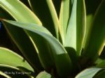 Agave desmettiana variegata