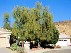 Acacia stenophylla