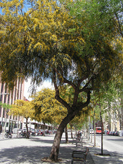 Acacia saligna