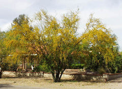 Acacia smallii